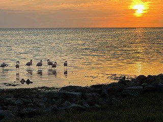A Group of Flamingos in the Water